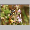 Philanthus triangulum - Bienenwolf w25.jpg